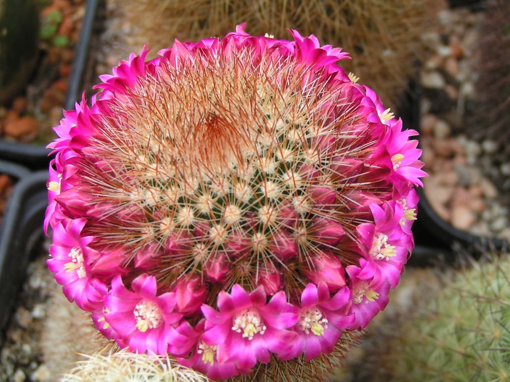 Mammillaria pilcayensis v. chrysodactyla